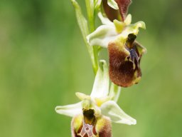 Ophrys_apulica_x_O._parvimaculata_San_Nicandro